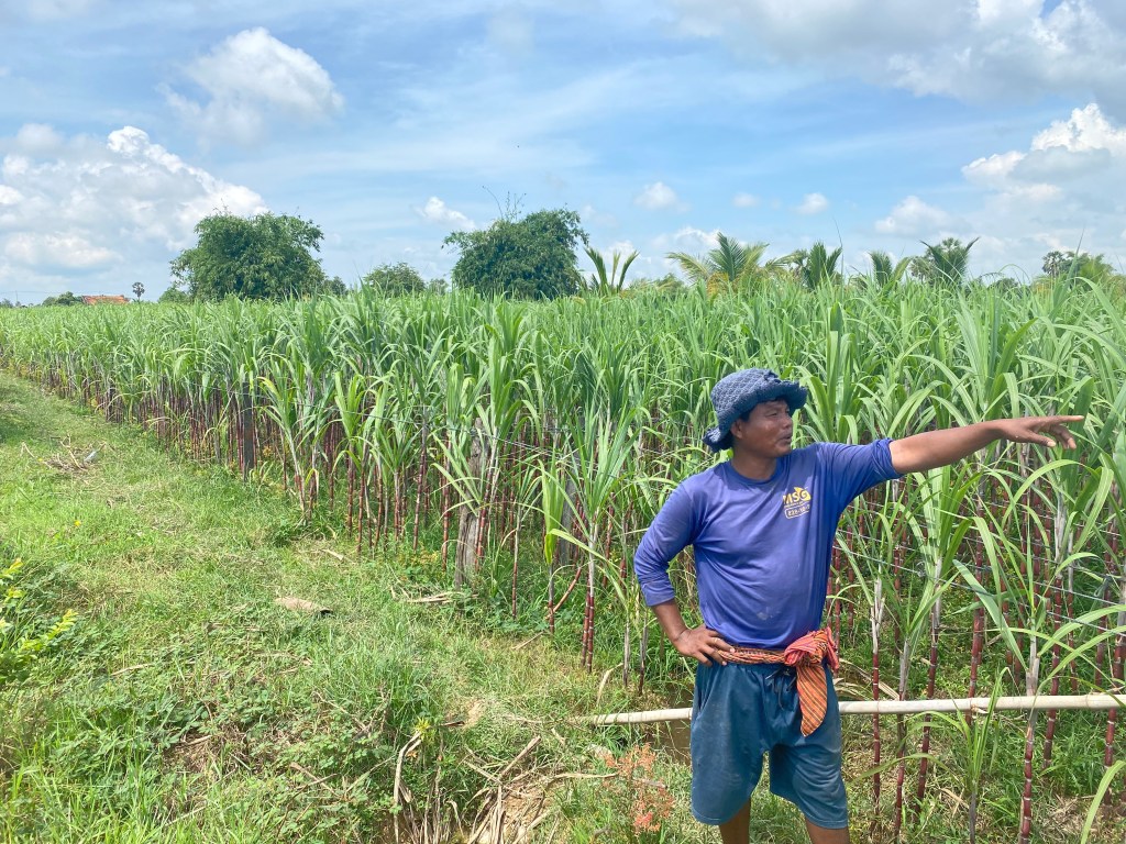 champ de canne au Cambodge